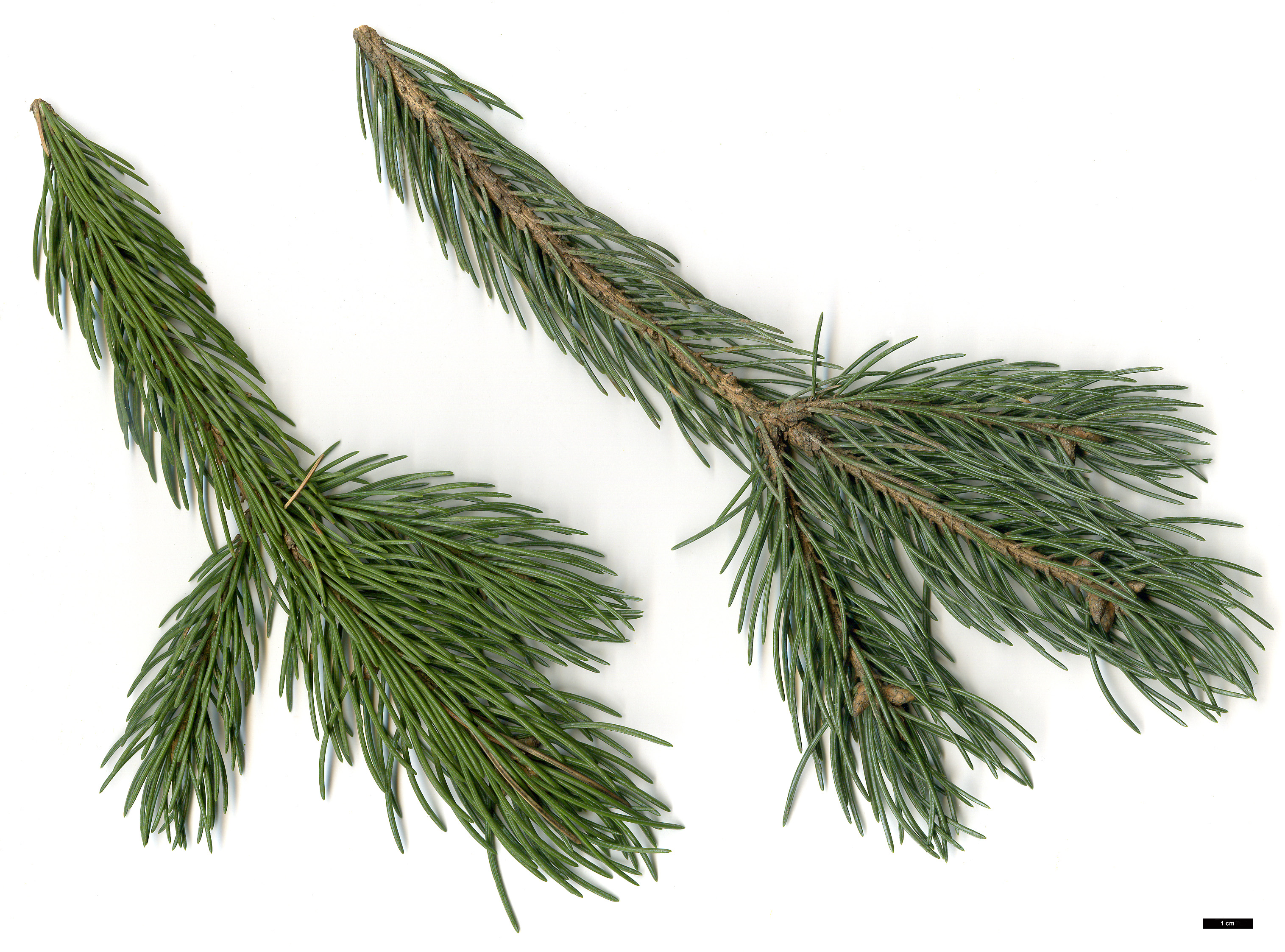 High resolution image: Family: Pinaceae - Genus: Picea - Taxon: engelmannii - SpeciesSub: f. glauca